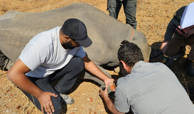 Rhino Being Monitored With A Lora Foot Collar (C) Glenn Philips