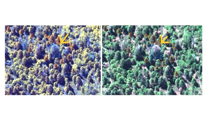 Deploying Wild Me's Scout Software And AI Tools To Help Inventory Sequoias And Detect New Infestations For Potential Treatments, Pléiades Neo (C) DS 2022 Distribution Airbus
