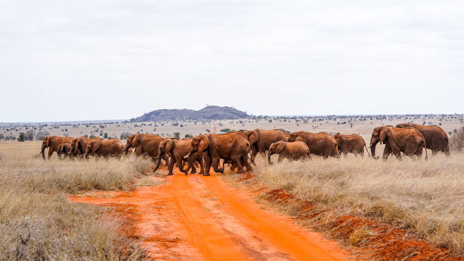 Tsavo Wildlife