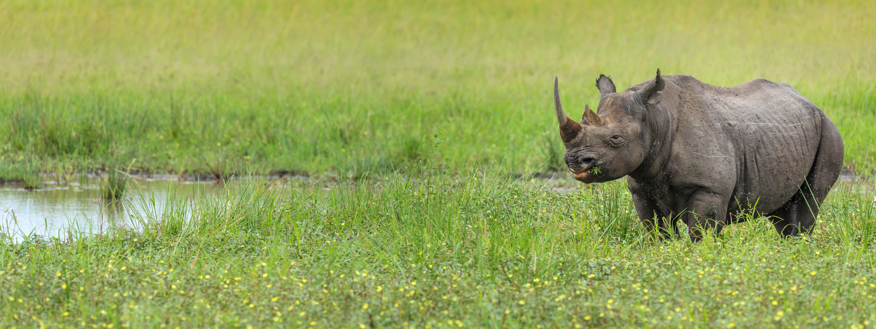 CCF WEBSITE HEADER Rhino (2)