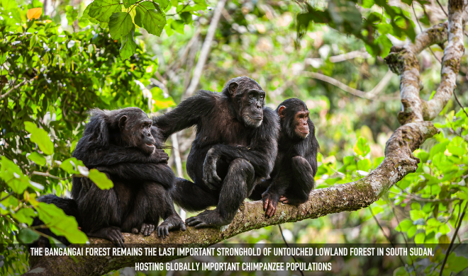 The Bangangai Forest Remains The Last Important Stronghold Of Untouched Lowland Forest In South Sudan, Hosting Globally Important Chimpanzee Populations (2)