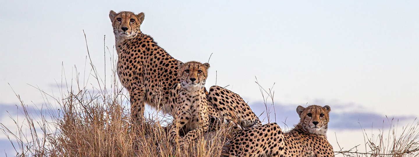 Detailed Project Header Eastern Sabi Sands South Africa (1)