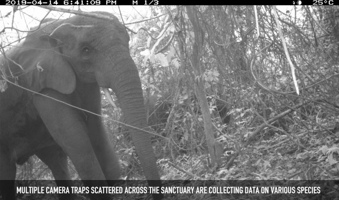 Multiple Camera Traps Scattered Across The Sanctuary Are Collecting Data On Various Species