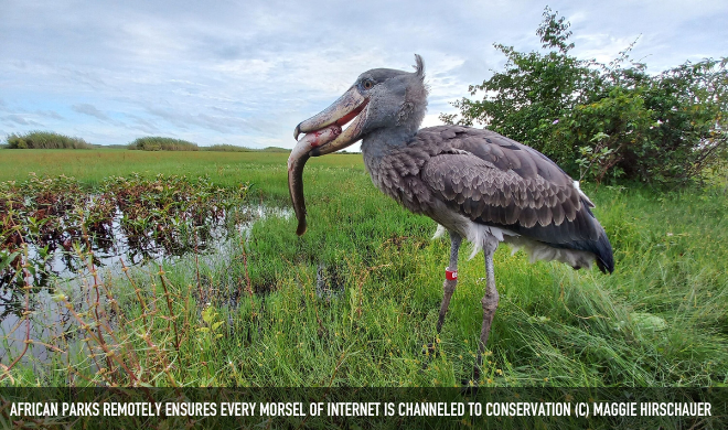 African Parks Remotely Ensures Every Morsel Of Internet Is Channeled To Conservation (C) Maggie Hirschauer