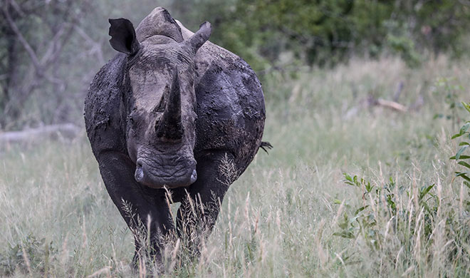 Eastern Sabi Sands, South Africa Rhino