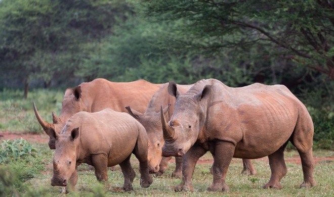 Lapalala Rhinos (1)