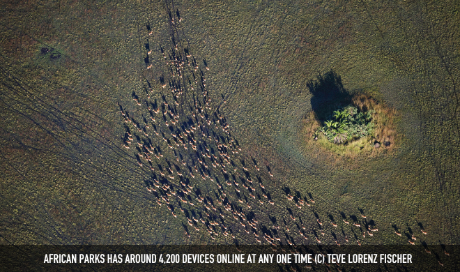 African Parks Has Around 4,200 Devices Online At Any One Time (C) Teve Lorenz Fischerafrican Parks Has Around 4,200 Devices Online At Any One Time (C) Teve Lorenz Fischer