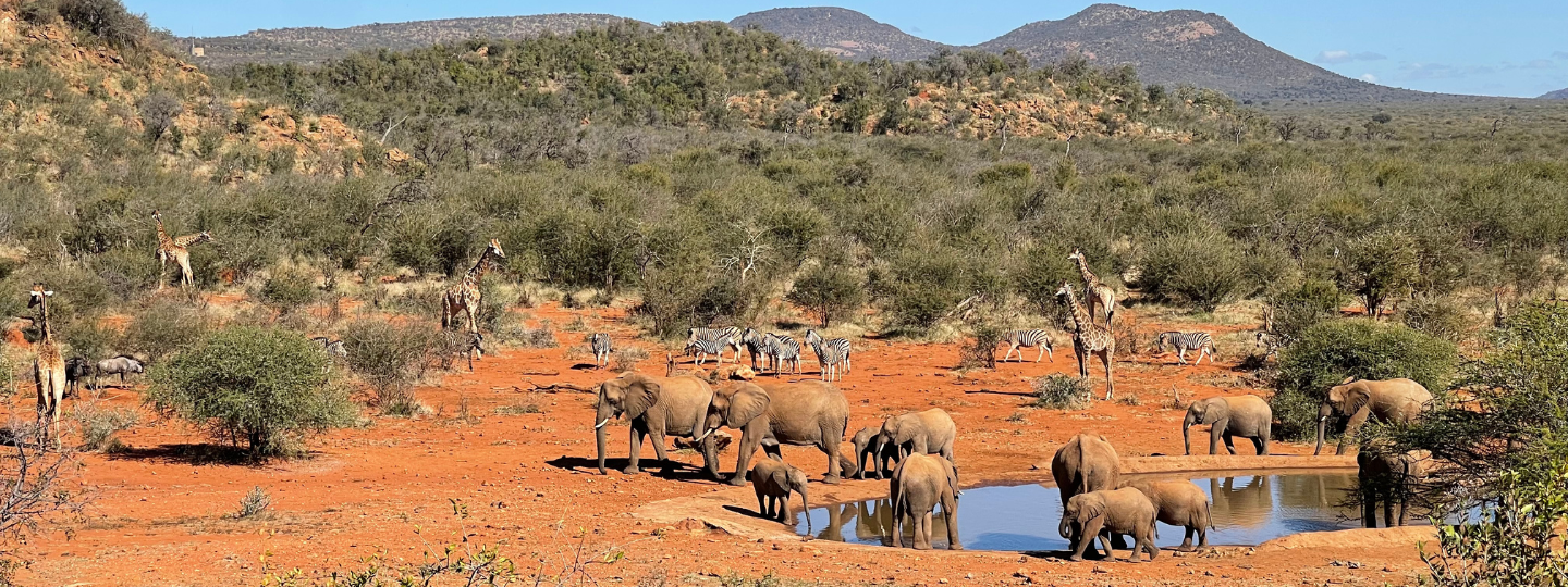 Madikwe Blog Hero (1)