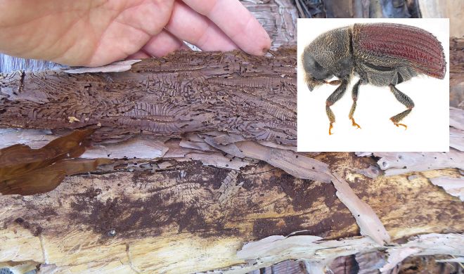 The Culprit Of The Infestations The Sequoia Bark Beetle (C) Joshua Dunlap, Oregon Department Of Agriculture.
