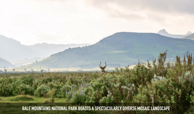 Bale Mountains