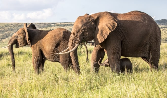 Elephants - Lewa Wildlife Conservancy