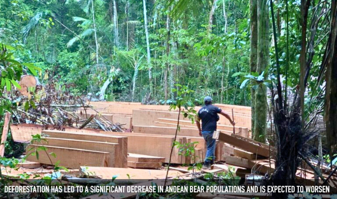 Deforestation Has Led To A Significant Decrease In Andean Bear Populations And Is Expected To Worsen