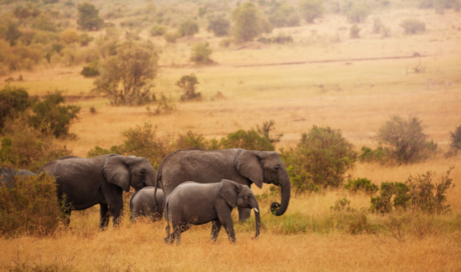 Maasai Mara Elephant